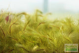 Mayaca Sellowiniana_Aquarium Plant for sale