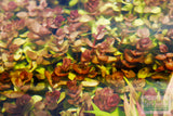 Bacopa Caroliniana 'Yellow flame' (GOLDFISH PROOF!)