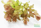 Bacopa Caroliniana 'Yellow flame' (GOLDFISH PROOF!)