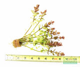 Bacopa Caroliniana 'Yellow flame' (GOLDFISH PROOF!)