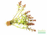 Bacopa Caroliniana 'Yellow flame' (GOLDFISH PROOF!)