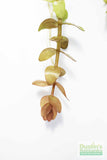 Bacopa Caroliniana 'Yellow flame' (GOLDFISH PROOF!)