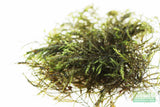 Fissidens Moss_Mosses_Aquarium Moss_Aquarium plants for sale