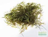 Fissidens Moss_Mosses_Aquarium Moss_Aquarium plants for sale