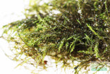 Fissidens Moss_Mosses_Aquarium Moss_Aquarium plants for sale