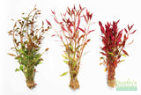 Alteranthera Green, Alteranthera Red, Alteranthera Varigated