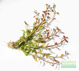 Alteranthera Green Aquarium Plant for sale