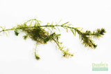 Anacharis Elodea_Easy Low Light Aquarium Plant