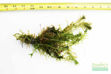 Anacharis Elodea_Easy Low Light Aquarium Plant