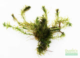 Anacharis Elodea_Easy Low Light Aquarium Plant