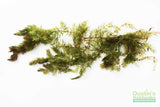 Hornwort (The ultimate cover for Fish Fry)