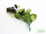Anubias Barteri "Broadleaf" (Our Largest Anubias)