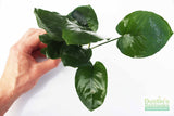 Anubias Barteri "Broadleaf" (Our Largest Anubias)
