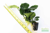 Anubias Barteri "Broadleaf" (Our Largest Anubias)