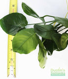 Anubias Barteri "Broadleaf" (Our Largest Anubias)
