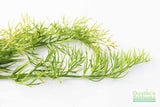 Water Sprite_Ceratopteris Thalicroides_Mega Hardy Plant_Aquarium Plants For sale_Aquarium Plant