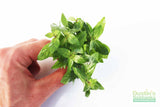 Stauro_Staurogyne Repens_Regular rugged foreground plant_aquarium plant_Aquarium plants for sale