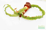 Crinum NATANS! (The Ultimate Monster Plant)