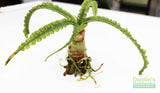 Crinum NATANS! (The Ultimate Monster Plant)