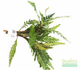 Hygrophila Pinnatifida_Aquarium Plants For sale_Aquarium plant