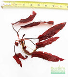 Barclaya Longifolia