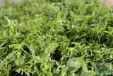 Java Fern Windelov_Aquarium Plant For Sale