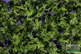 Java Fern Windelov_Aquarium Plant For Sale
