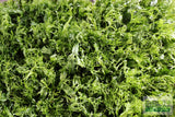 Java Fern Windelov_Aquarium Plant For Sale