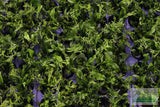Java Fern Windelov_Aquarium Plant For Sale