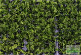 Java Fern Windelov_Aquarium Plant For Sale