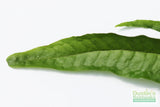 Java Fern. (Regular) 6 Inches