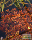 Ludwigia Inclinata (Wow Red)