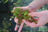 Ludwigia ovalis_Aquarium Plant For Sale