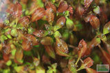 Ludwigia Repens (Absolutely Stunning Aquarium Plant)