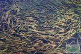 Vallisneria Spiralis Leopard_Easy Background Aquarium Plant For Sale