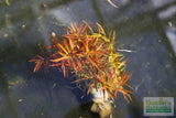LUDWIGIA ARCUATA (Thin NEEDLE Leaf AMAZING Plant)