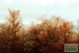 Ludwigia Inclinata (Wow Red)