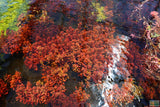 Ludwigia Inclinata (Wow Red)
