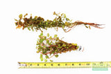 Ludwigia ovalis_Aquarium Plant For Sale