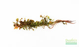 Ludwigia ovalis_Aquarium Plant For Sale
