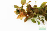 Ludwigia ovalis_Aquarium Plant For Sale