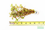 Ludwigia ovalis_Aquarium Plant For Sale