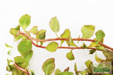 Ludwigia ovalis_Aquarium Plant For Sale