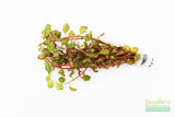 Ludwigia ovalis_Aquarium Plant For Sale