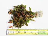 Ludwigia ovalis_Aquarium Plant For Sale