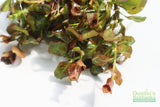 Ludwigia ovalis_Aquarium Plant For Sale