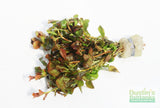 Ludwigia ovalis_Aquarium Plant For Sale
