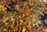 Ludwigia Repens (Absolutely Stunning Aquarium Plant)