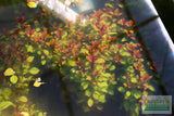 Ludwigia Repens (Absolutely Stunning Aquarium Plant)