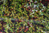 Ludwigia Repens (Absolutely Stunning Aquarium Plant)